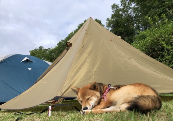 犬とテント