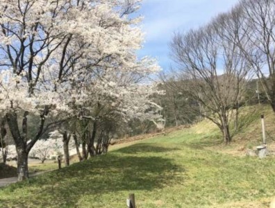 高仙の里よの「なつつばき」