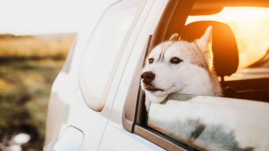 車で犬と移動