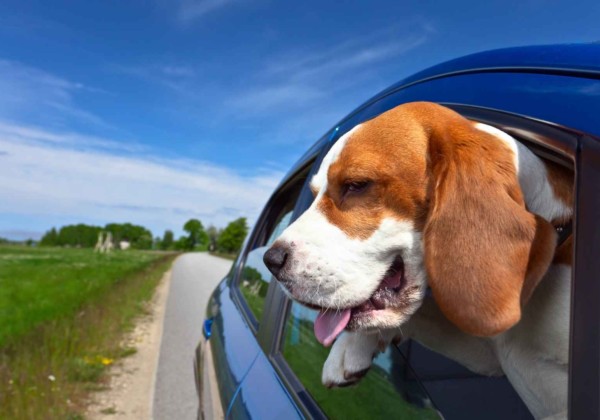 車と犬