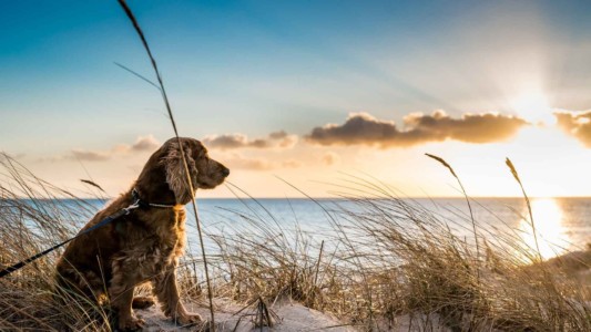 犬と旅