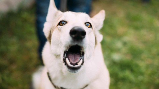 犬の鳴き声